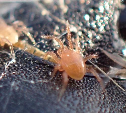 Parasitinae